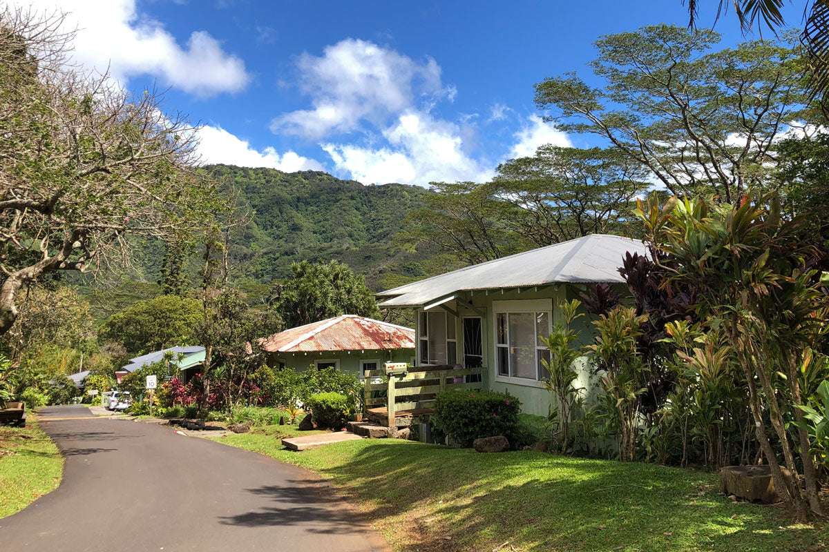 Spooner Spotlight: Lyon Arboretum